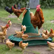 为什么要使用鸡饲料投喂器来喂养家禽?