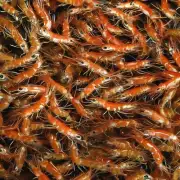 什么是金公虾的最佳繁殖期它的时间和条件是什么?