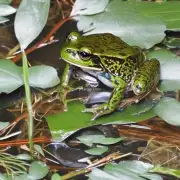 饲养密度如何控制以确保林蛙生长发育?
