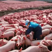 为什么中国的猪肉市场如此重要特别是对于国际肉贩而言?