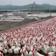What are some common health concerns about the consumption of largescale chicken products in Liaoning province?