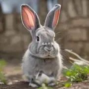 杂交野兔散养技术大全中如何进行饲养管理工作?