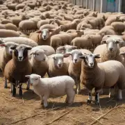 河北省活羊价格是否因为季节而变化?