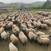 我想知道安徽省养羊补贴的具体规定和流程一碗汤圆的价格是多少钱?