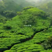 茶油树和咖啡种植在同一区域中是否有共存的可能性?