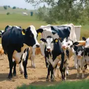 有没有关于乳用牛育种繁殖和饲养方面的视频呢?