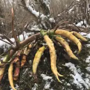 那么虎牙岛上种植冬天豆角有哪些优势呢?