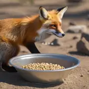 一碗25克的狐狸全膨化配合饲料能供给一只成年狐狸多少能量?