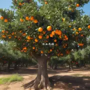 你有没有收到任何关于种植橘子树的信息?