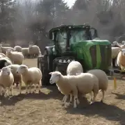 在致富经视频中提到过一些关于饲养羊群的方法吗?如果有那么这些方法都是怎么样的呢?