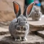 重庆活兔是一种小型动物具有可爱的外貌和温顺的性格特点许多人喜欢饲养这种宠物现在市面上的重庆活兔品种有哪些呢?