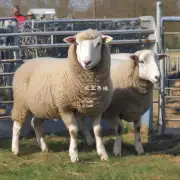 如果你对致富经视频的养羊项目感到兴趣但是你不确定自己是否有能力来饲养这些动物那在致富经视频中是否有提供一些关于如何评估自己是否适合饲养动物的信息呢?