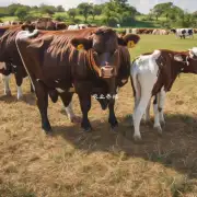 肉牛如何配制高能量饲料以提高产奶量?