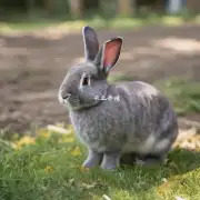 肉兔的常见品种及特点分别是什么?