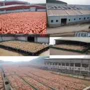 What are some potential opportunities for largescale chicken farms in Liaoning province?