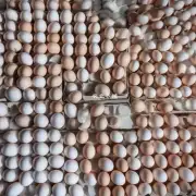 什么原因导致了鸡蛋价格上涨?