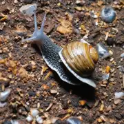 没有任何繁殖方法可以使野生蜗牛繁殖更快吗?