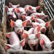 最近几年里仔猪的价格趋势如何?