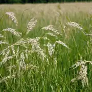 野燕麦的生长季节是什么时候?