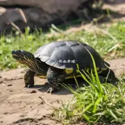 食草龟是英文中的什么?