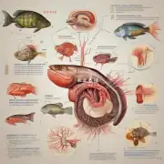 罗非鱼的消化系统有哪些特点应该如何合理喂养以避免肠胃疾病?