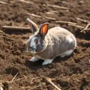 农业赖兔对土壤有什么要求吗?