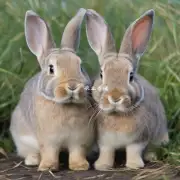 杂交野兔散养技术大全中如何进行繁殖工作?
