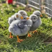 你认为哪种类型的饲料对小鸡的成长最有益呢?