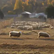 什么时候种植玉米最适合养羊?