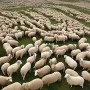 众所周知致富经视频中提到的养羊项目是非常有利可图的那致富经视频中养羊的具体情况是怎样的呢?