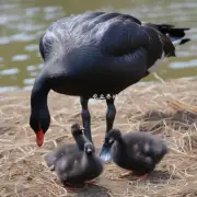 河南黑天鹅养殖场中的这种黑色的大雁在哪里产卵和孵育幼雏?