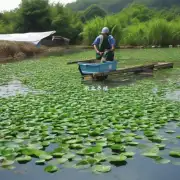 在鲈鱼养殖中如何管理好水体环境以减少污染问题?