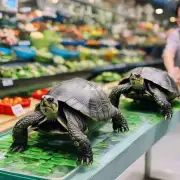 广州收购乌龟的价格会随着季节变化而有所波动吗?