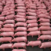 今天的猪肉市场行情是怎样的?