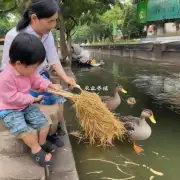 泰国人为什么更喜欢用稻草来喂食鸭子?