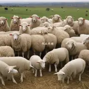 如何让养羊成为一种持续不断的事业而不是昙花一现?