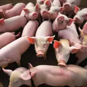 生猪市场的供给与需求是如何影响今天的生猪价格变化的?