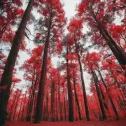 在红著视频中这些树木的生长方式有哪些不同之处呢?