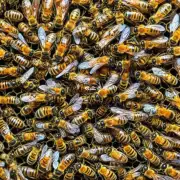 什么是人工培育蜂王的技术?