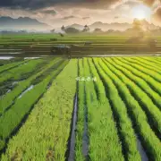 贵宾糯稻和其他品种相比有什么优点吗?比如耐旱性产量和品质等方面的不同之处呢?