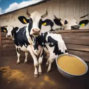 有没有关于奶牛饲料营养与保健方面的视频?