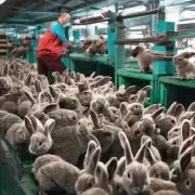 我想知道康大兔业目前在市场上的价格水平是多少?