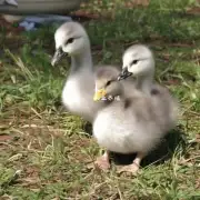 你有任何关于孵化小鹅的想法或建议吗?
