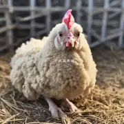 在属鸡养羊好吗中鸡是指什么动物?
