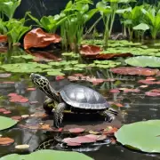 众所周知在养龟苗过程中饲养员通常会在池塘中加入一些新鲜材料来保持水质清洁和适合龟苗生长这些新鲜材料有哪些?
