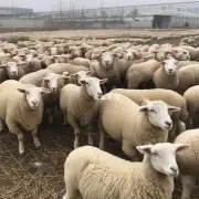 山东省活羊价格上涨的原因是什么?