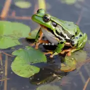 虎跑石青蛙幼苗是否容易繁殖和养活?如果需要的话这些技巧是如何工作的?