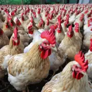 What are some of the challenges faced by largescale chicken farms in Liaoning province?