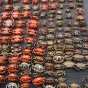 兴化母蟹的价格如何受到市场供需关系的影响?