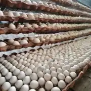 当前河北省内各个市场对鸡蛋的需求情况是怎样的呢?